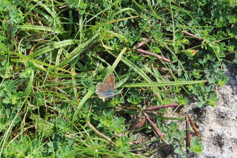 common blue female butterfly (2).JPG