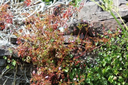 female orange tip butterfly