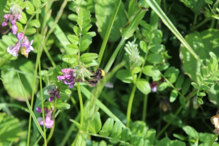 bee friendly vetch