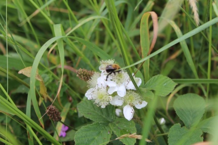 bramble with bee