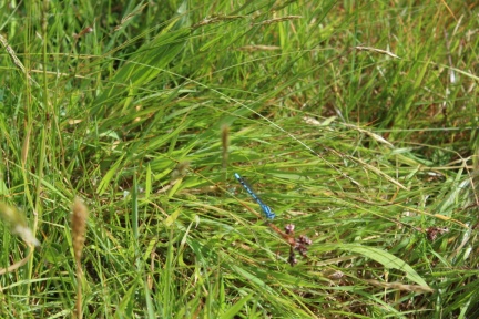 common blue damselfly