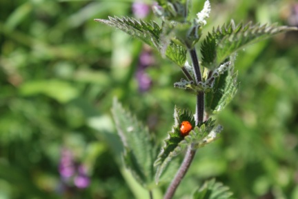 ladybird