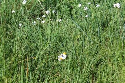male orange tip butterfly