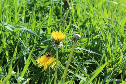 bee friendly dandelions
