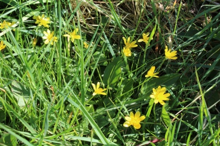 lesser celandine