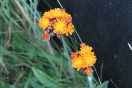 orange hawkweed