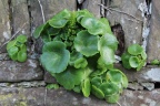 pennywort or penny pies