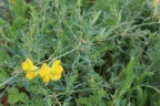 query meadow vetchling