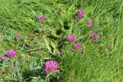 red clover