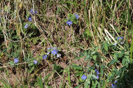 speedwell
