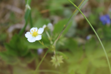 wild strawberry