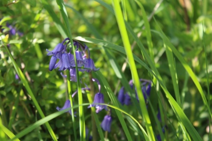 bluebells