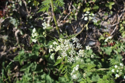 cow parsley