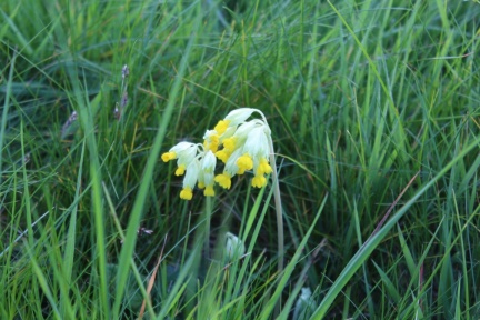 cowslips