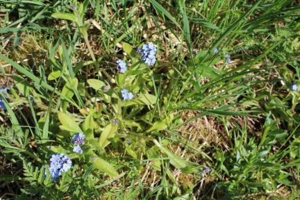 forget me knot