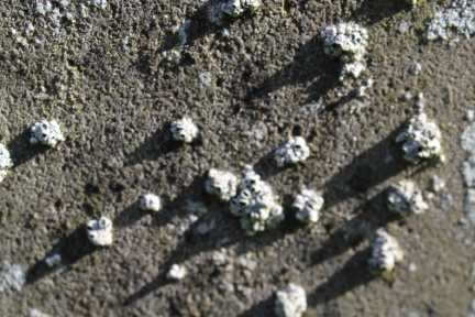 lichens