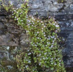 ivy leaved toadflax
