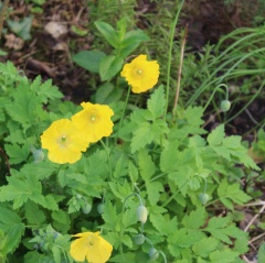 welsh poppies