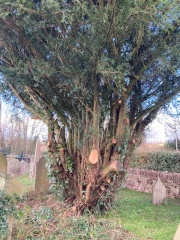 Yew tree 2024 3