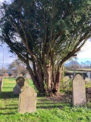 ground cleared around yew tree