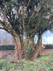 Yew tree 2024 2